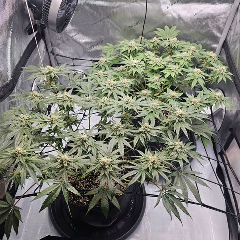 Lemon Orange #2 growlog timeline photo