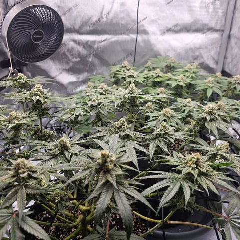 Lemon Orange #2 growlog timeline photo