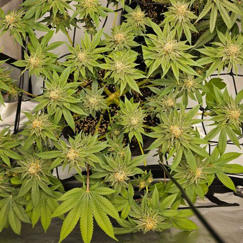 Lemon Orange #1 growlog timeline photo