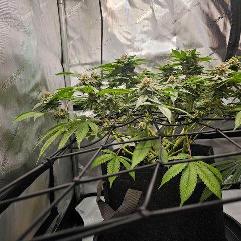 Lemon Orange #1 growlog timeline photo