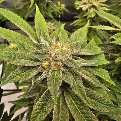Lemon Orange #1 growlog timeline photo