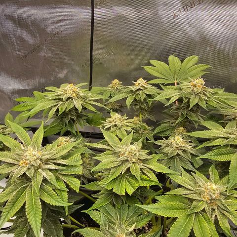Lemon Orange #1 growlog timeline photo