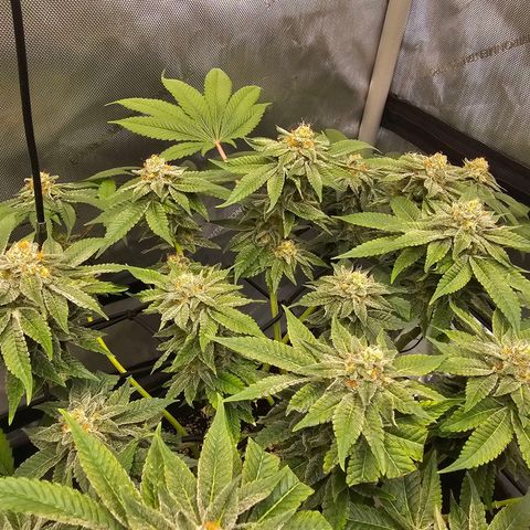 Lemon Orange #1 growlog timeline photo