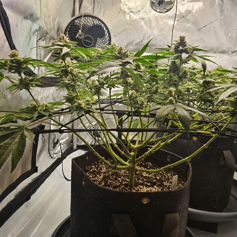 Lemon Orange #2 growlog timeline photo