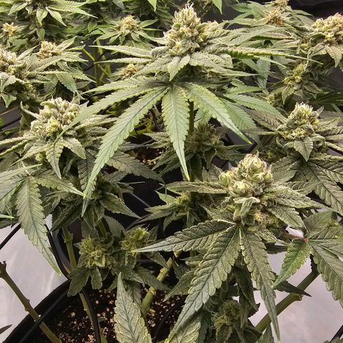 Lemon Orange #2 growlog timeline photo