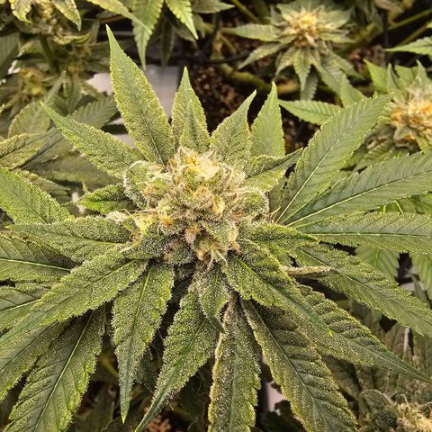 Lemon Orange #2 growlog timeline photo