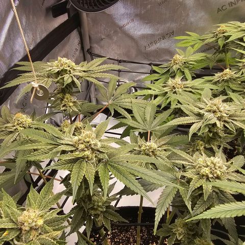 Lemon Orange #2 growlog timeline photo