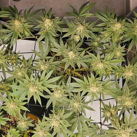 Lemon Orange #2 growlog timeline photo