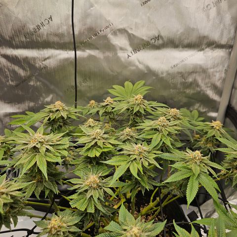 Lemon Orange #1 growlog timeline photo