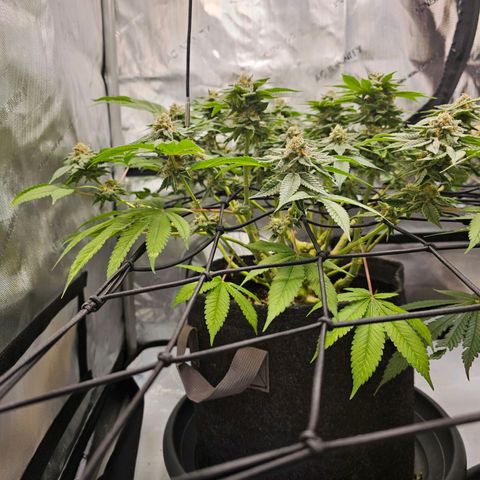 Lemon Orange #1 growlog timeline photo
