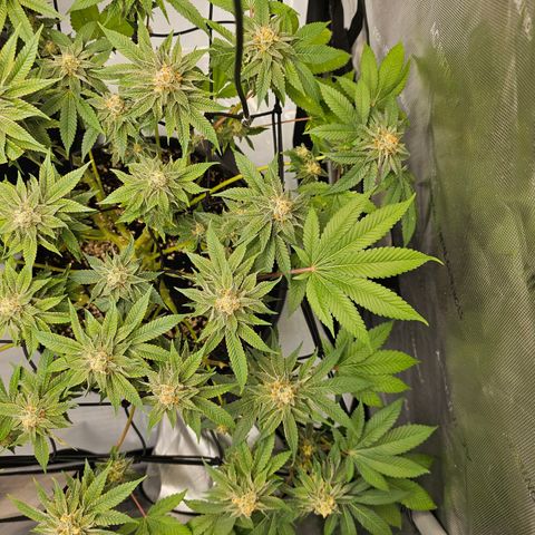 Lemon Orange #1 growlog timeline photo