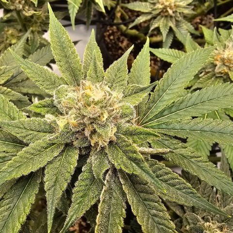 Lemon Orange #2 growlog timeline photo