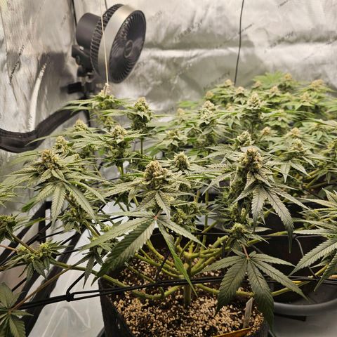 Lemon Orange #2 growlog timeline photo