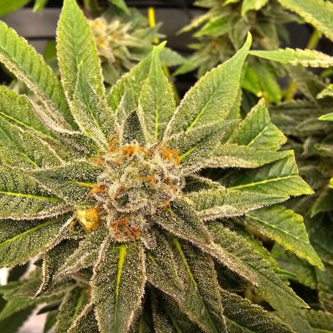 Lemon Orange #1 growlog timeline photo