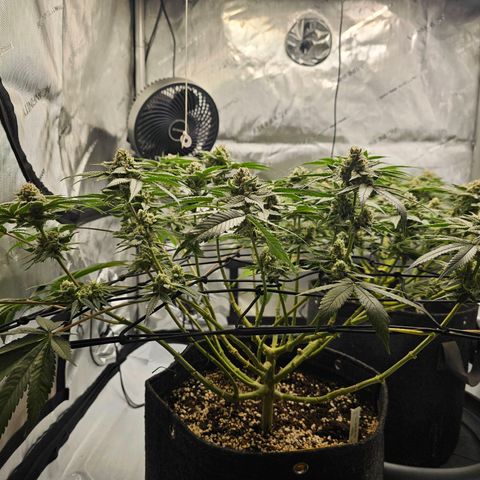 Lemon Orange #2 growlog timeline photo