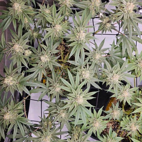 Lemon Orange #2 growlog timeline photo