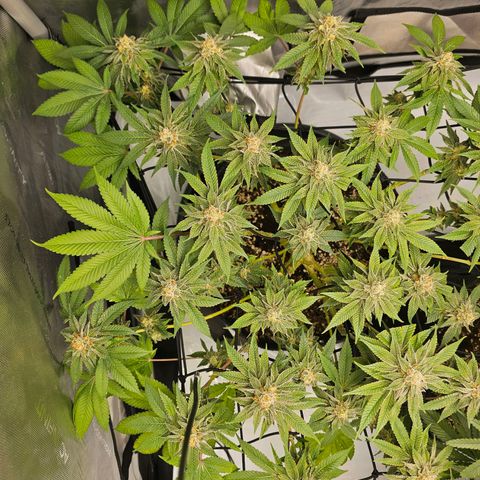 Lemon Orange #1 growlog timeline photo