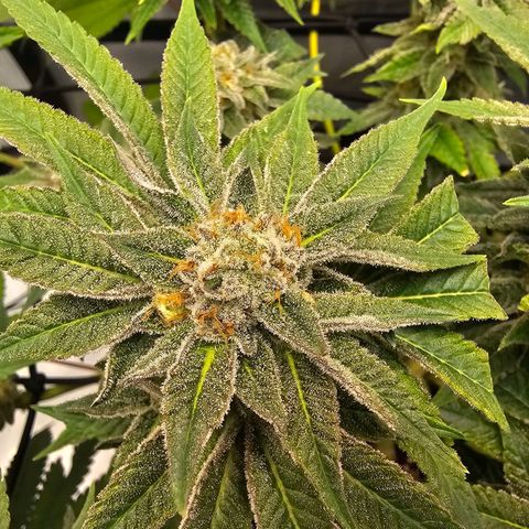 Lemon Orange #1 growlog timeline photo