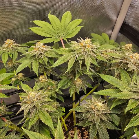 Lemon Orange #1 growlog timeline photo