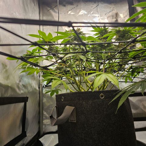 Lemon Orange #1 growlog timeline photo