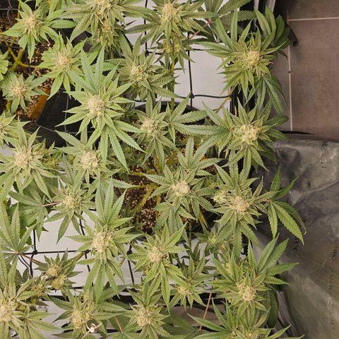 Lemon Orange #2 growlog timeline photo