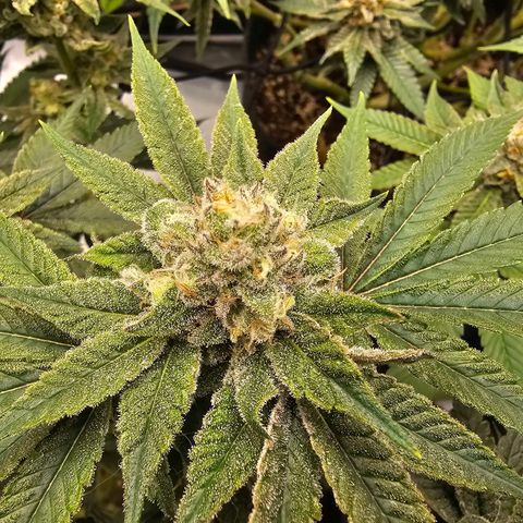 Lemon Orange #2 growlog timeline photo