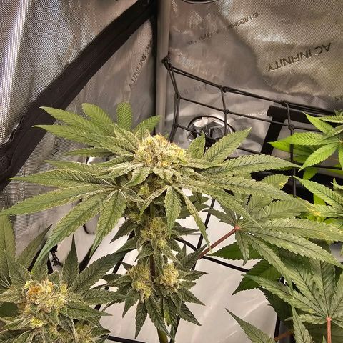 Lemon Orange #2 growlog timeline photo