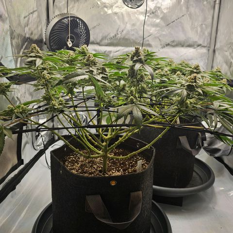 Lemon Orange #2 growlog timeline photo