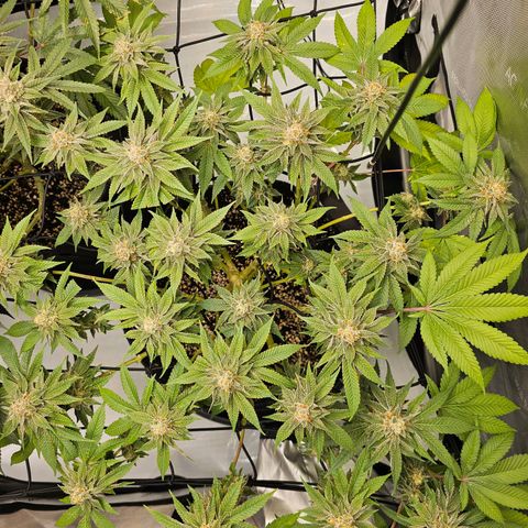 Lemon Orange #1 growlog timeline photo