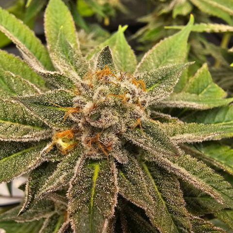 Lemon Orange #1 growlog timeline photo