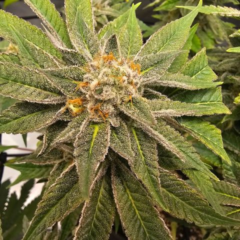 Lemon Orange #1 growlog timeline photo