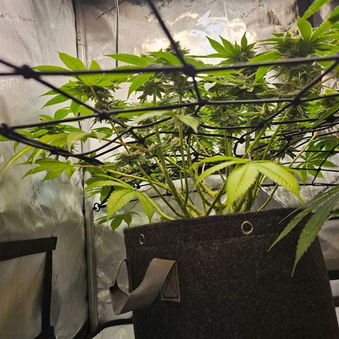 Lemon Orange #1 growlog timeline photo