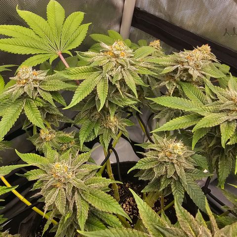 Lemon Orange #1 growlog timeline photo