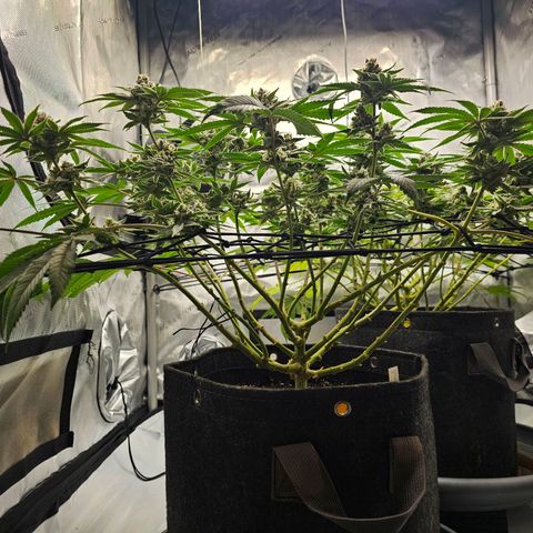 Lemon Orange #2 growlog timeline photo