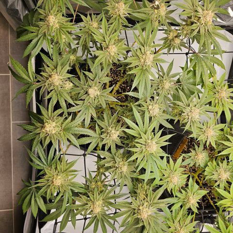 Lemon Orange #2 growlog timeline photo