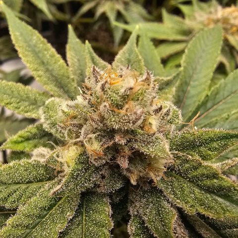 Lemon Orange #2 growlog timeline photo