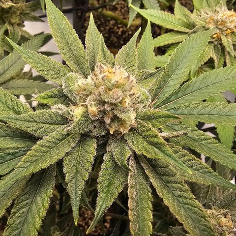 Lemon Orange #2 growlog timeline photo