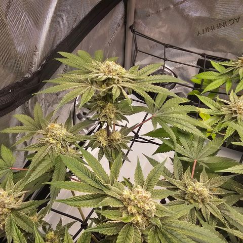 Lemon Orange #2 growlog timeline photo