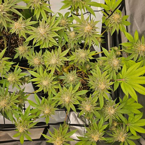 Lemon Orange #1 growlog timeline photo