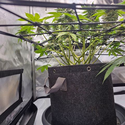 Lemon Orange #1 growlog timeline photo