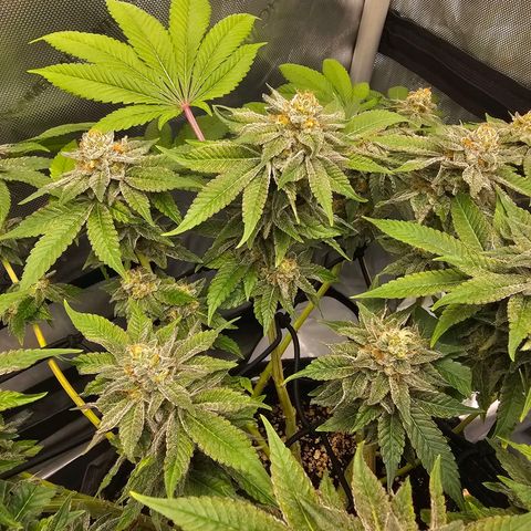 Lemon Orange #1 growlog timeline photo