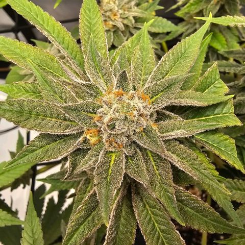 Lemon Orange #1 growlog timeline photo