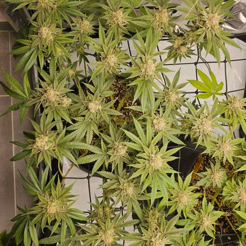 Lemon Orange #2 growlog timeline photo