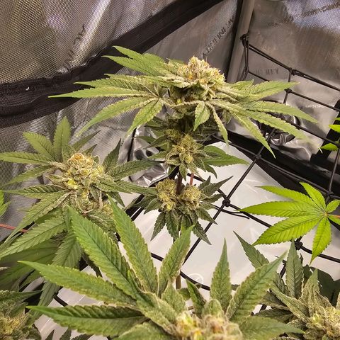 Lemon Orange #2 growlog timeline photo