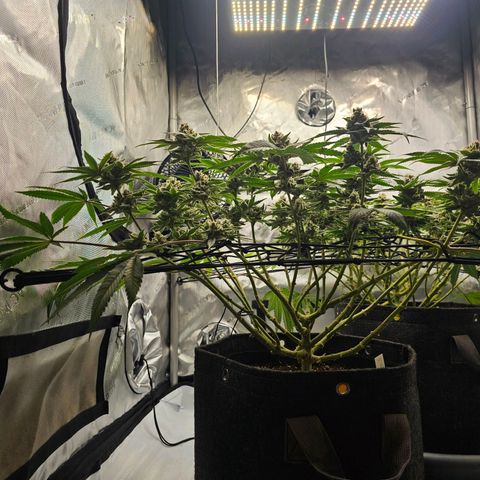 Lemon Orange #2 growlog timeline photo