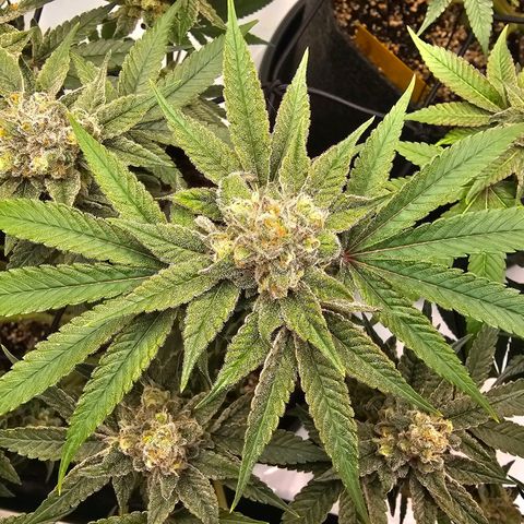 Lemon Orange #2 growlog timeline photo