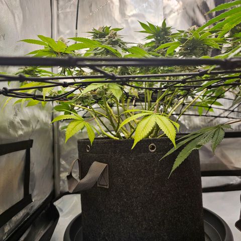 Lemon Orange #1 growlog timeline photo
