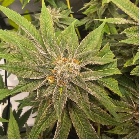 Lemon Orange #1 growlog timeline photo