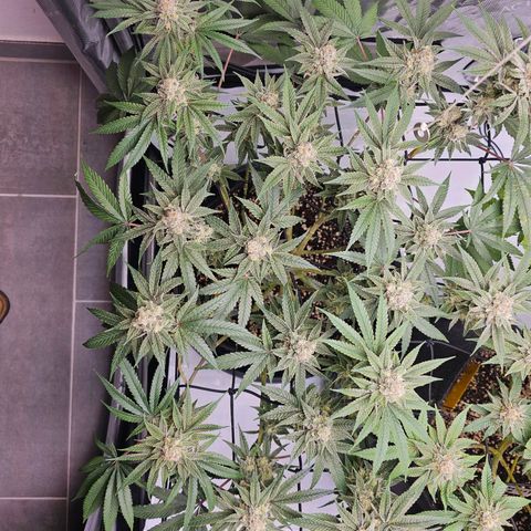 Lemon Orange #2 growlog timeline photo