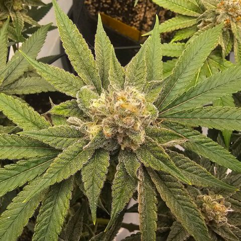 Lemon Orange #2 growlog timeline photo